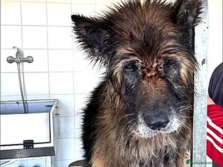 Pastore Tedesco cani ADOZ.DEL 💔: RIDOTTO A UNA LARVA! Da ergastolo!! - Annuncio 2