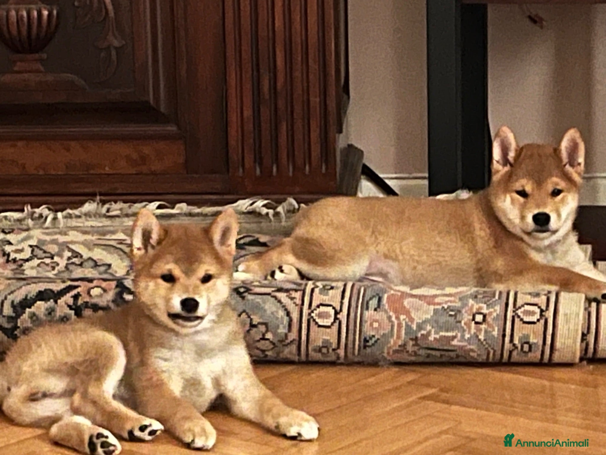 Shiba Inu cani Splendidi cuccioli di Shiba Inu - Annuncio 1