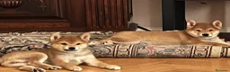 Shiba Inu cani in vendita: Splendidi cuccioli di Shiba Inu - Annuncio 1