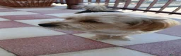 Meticcio cani in regalo: Razza Monkie a Provincia di Chieti - Annuncio 5