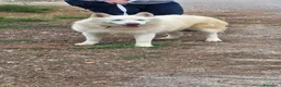 Meticcio cani in regalo: Snow, una bellissima simil pastore svizzero - Annuncio 3
