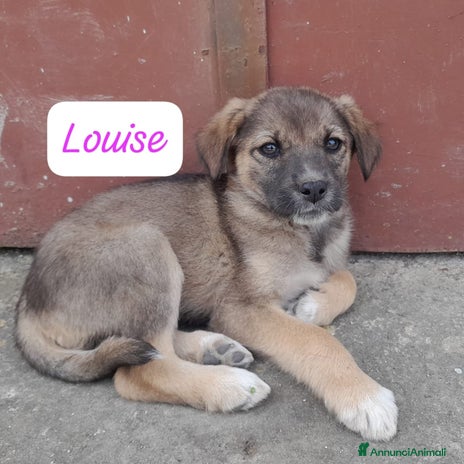 Meticcio cani a Città metropolitana di Catania - Annuncio 11