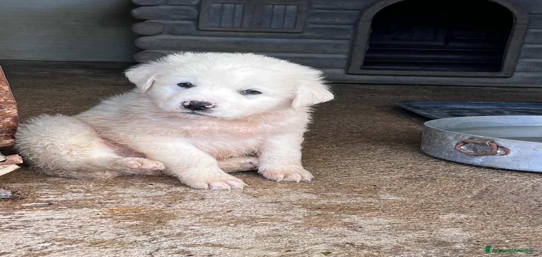 Immagine della galleria {{count}}