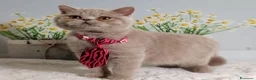 British gatti in vendita: British Shorthair Kuma  - Annuncio 6