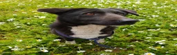 Meticcio cani in regalo: Windy, splendida ed equilibrata simil labrador - Annuncio 2