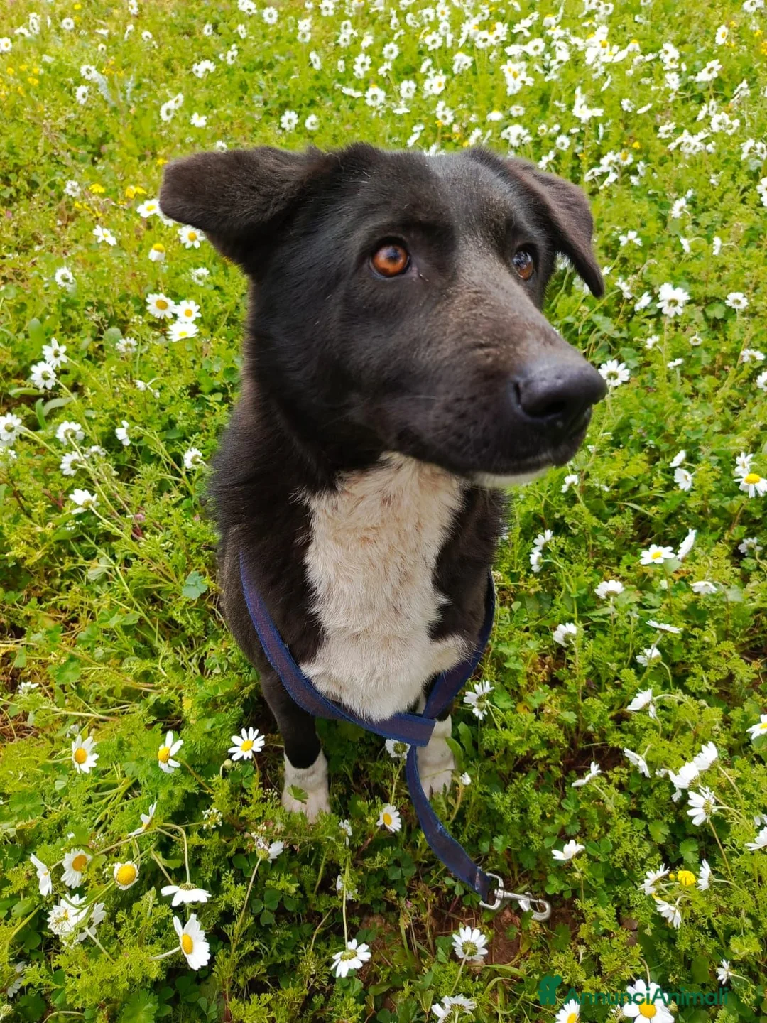 Meticcio cani in regalo: Windy, splendida ed equilibrata simil labrador - Annuncio 2
