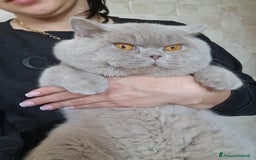 Scottish gatti in vendita: Scottish Femmina  a Provincia di Pavia - Immagine 4