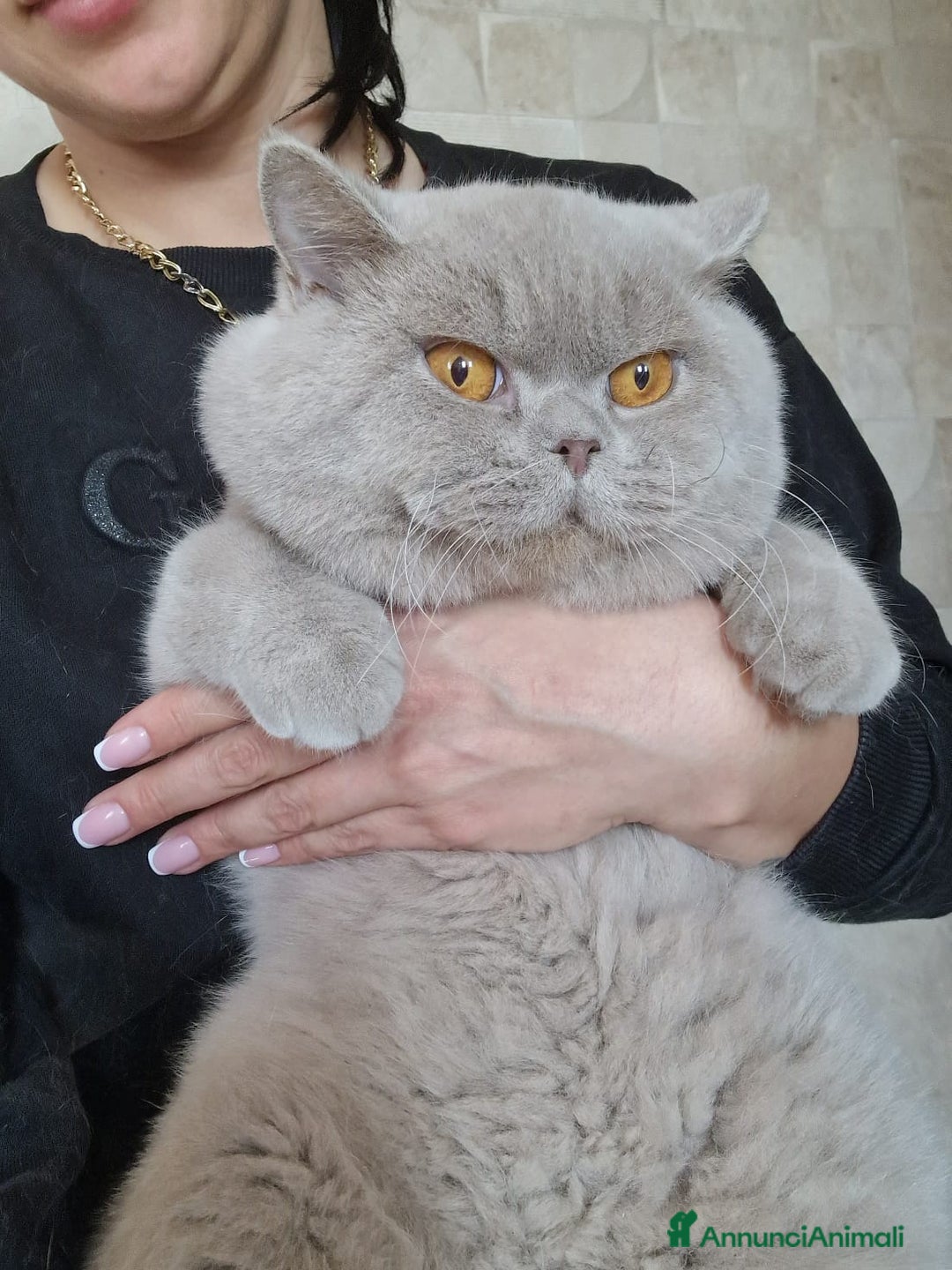 Scottish gatti in vendita: Scottish Femmina  a Provincia di Pavia - Immagine 4