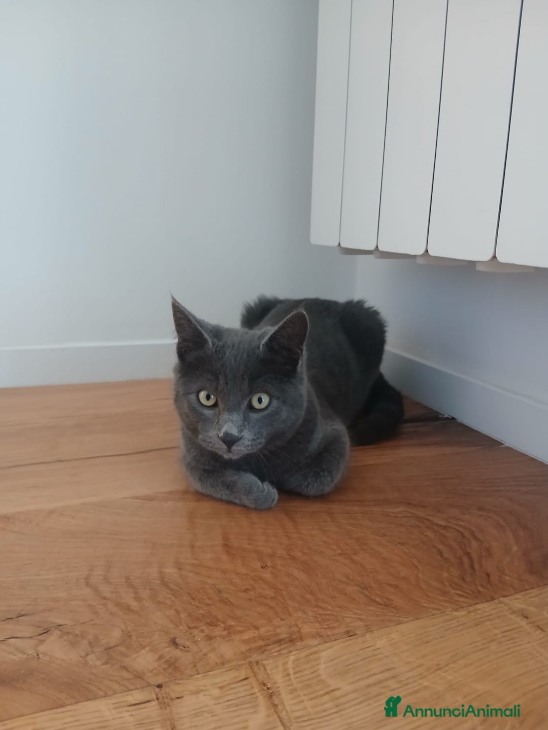 Meticcio gatti in regalo: Guido gattino bellissimo - Annuncio 3