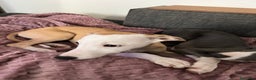 Whippet cani in vendita: Cuccioli whippet ultimi disponibili - Annuncio 4
