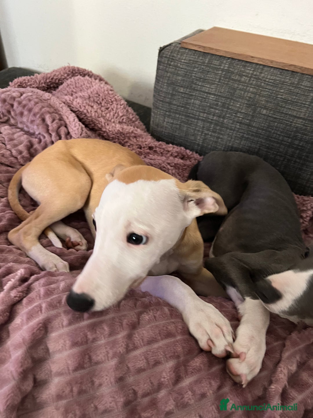 Whippet cani in vendita: Cuccioli whippet ultimi disponibili - Annuncio 4