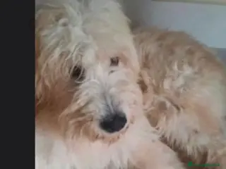 Spinone cani Spinone bianco 8anni rimasto solo da tempo.LIGURIA a Città metropolitana di Milano - Annuncio 2