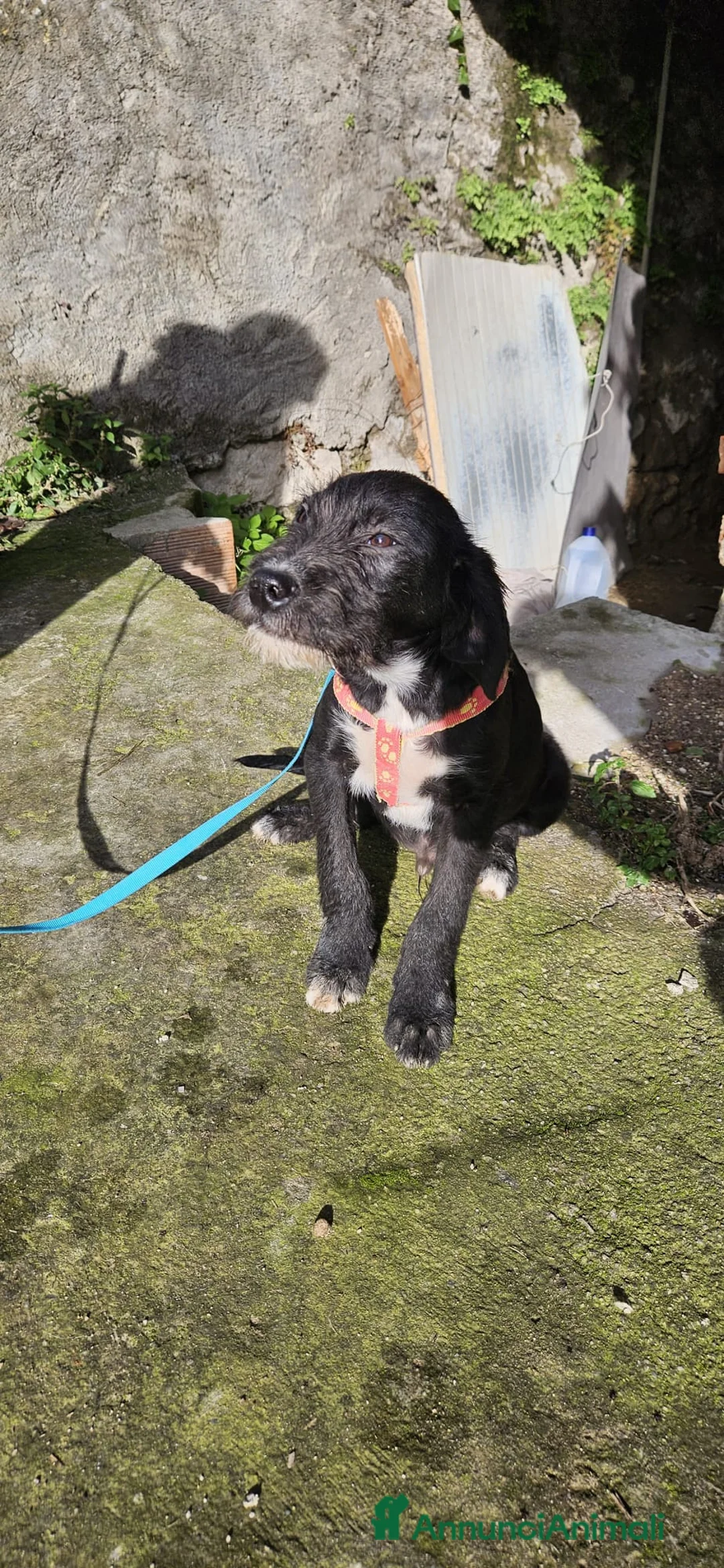 Meticcio cani in regalo: LUNA ASPETTA UNA MAMMA  - Annuncio 3
