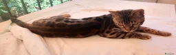 Bengala gatti in vendita: Gatto Bengala Maschio  - Annuncio 7