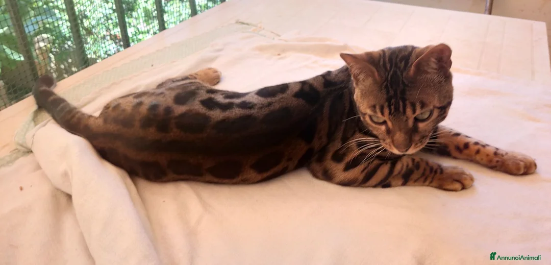 Bengala gatti in vendita: Gatto Bengala Maschio  - Annuncio 7