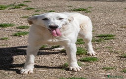 Meticcio cani in regalo: ADOTTA LA DOLCISSIMA ZULEIA a Città Metropolitana di Genova - Immagine 4