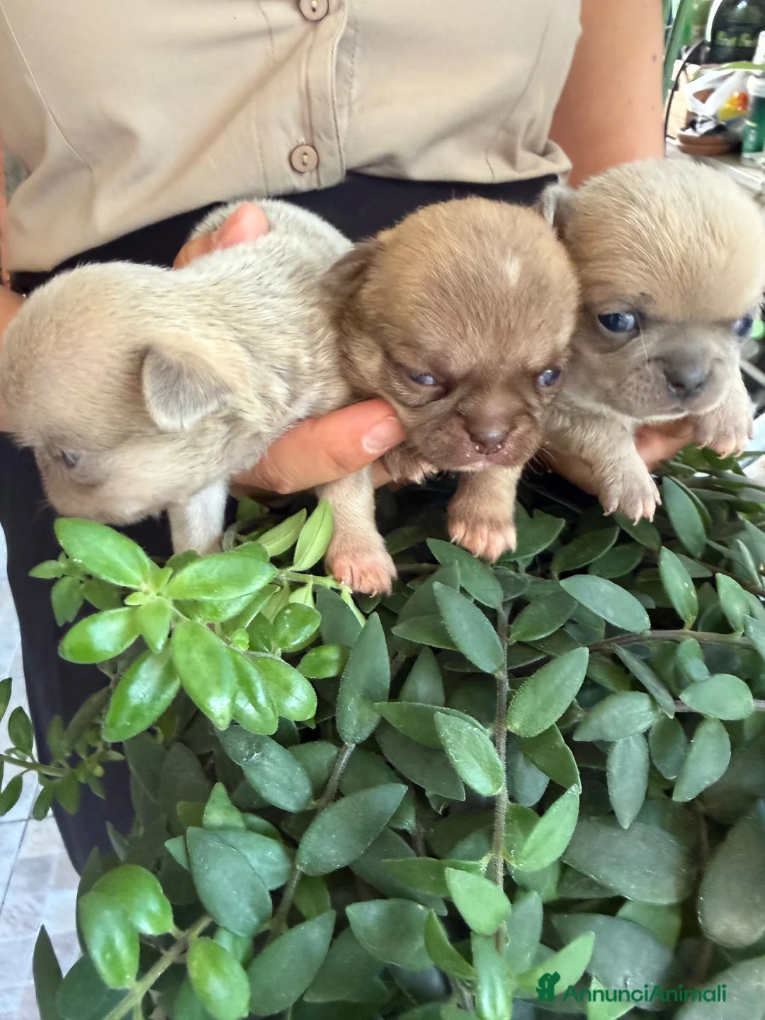 Chihuahua cani in vendita: cuccioli chihuahua - Annuncio 1