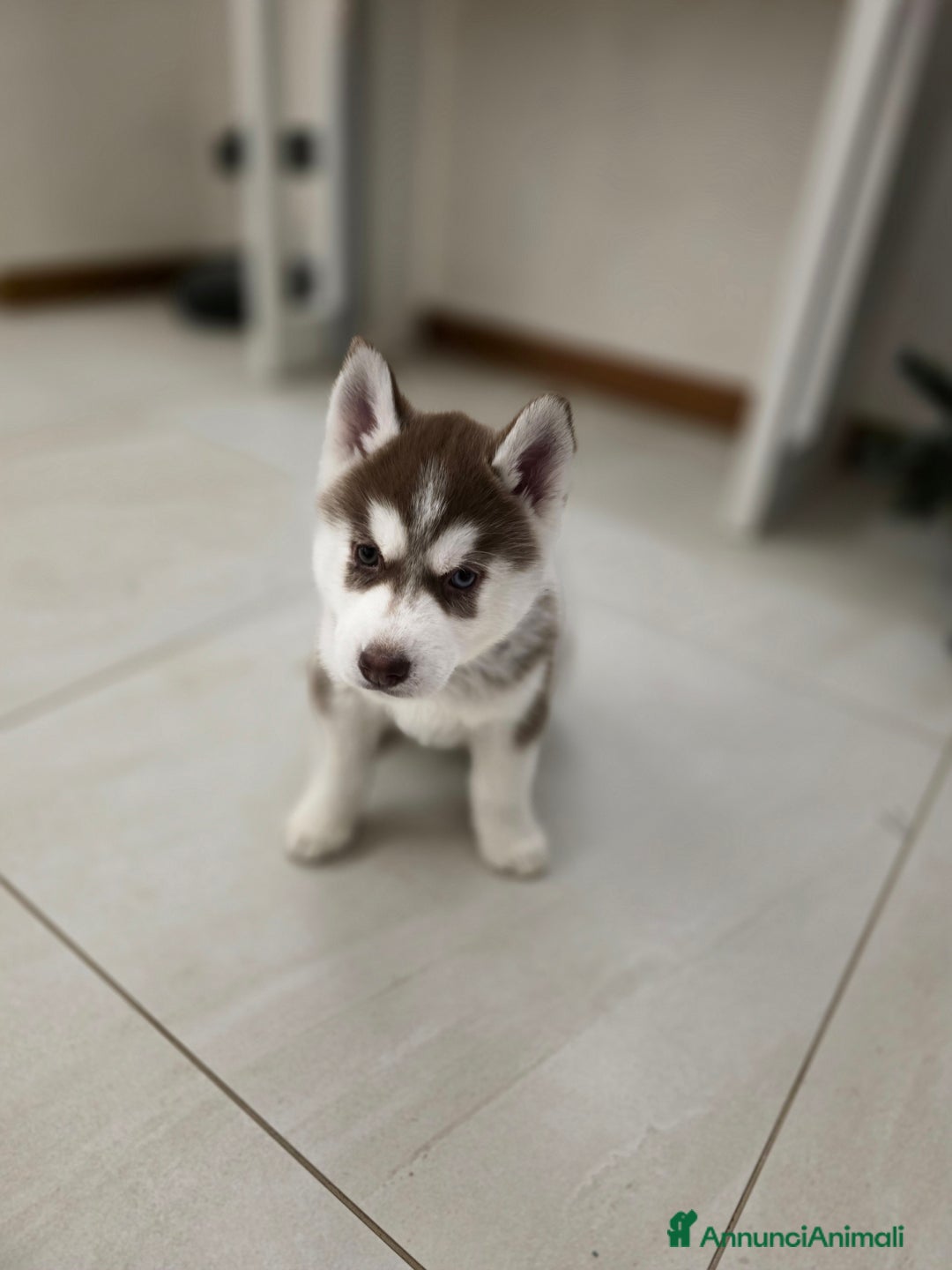 Husky cani in vendita: Occhi di ghiaccio: Siberian Husky  - Annuncio 7