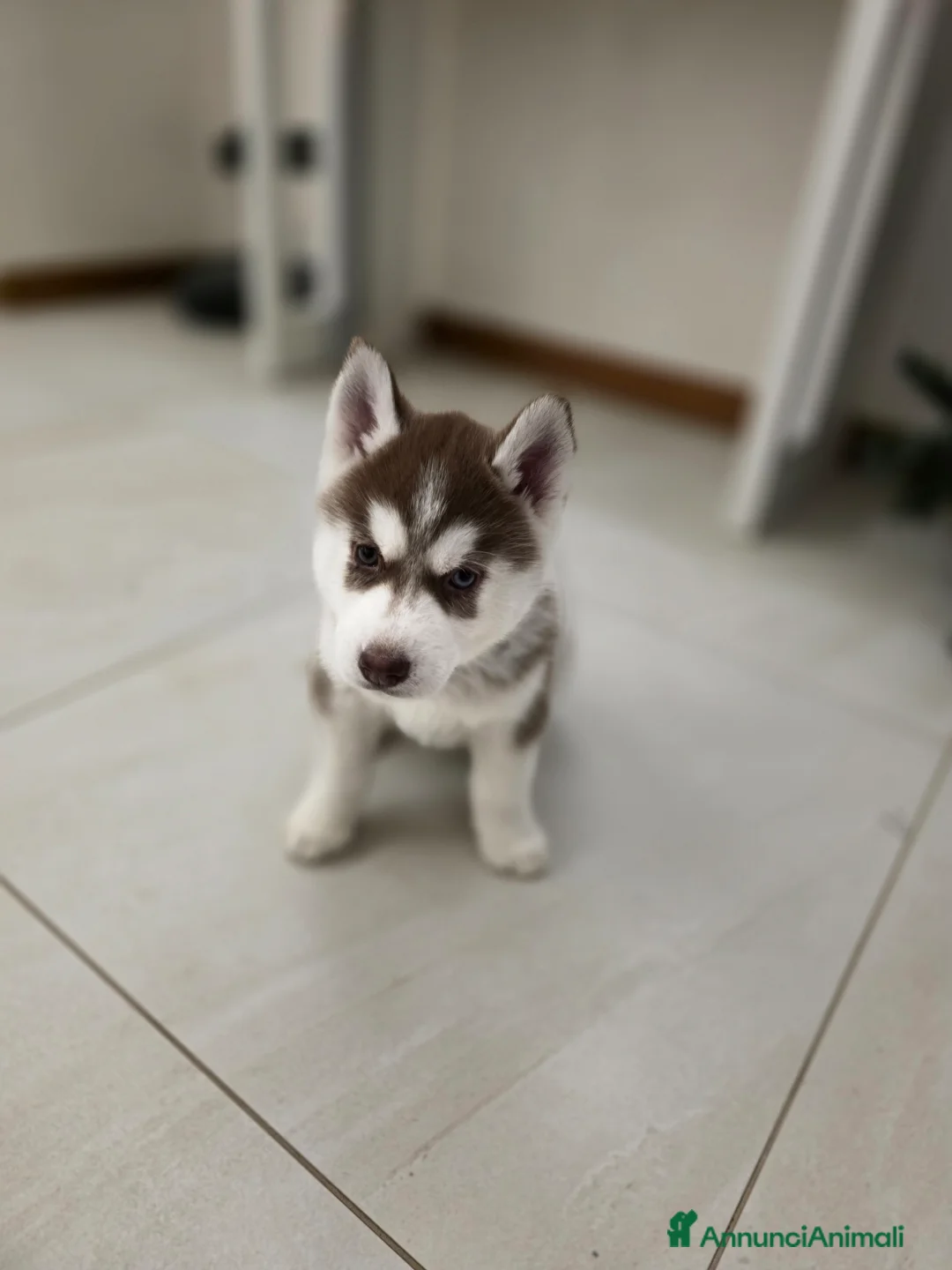 Husky cani in vendita: Occhi di ghiaccio: Siberian Husky  - Annuncio 7