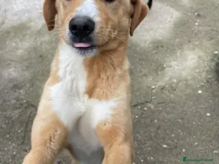 Meticcio cani DOLCISSIMO CUCCIOLONE :OLIVER - Annuncio 1