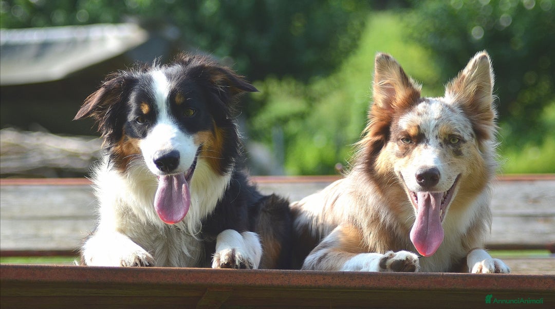 Immagine della galleria {{count}}