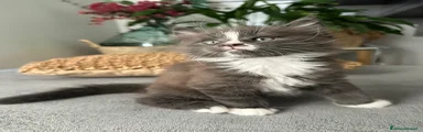 Maine Coon 2