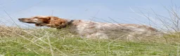 Setter Inglese cani in vendita: Cuccioli Setter Inglese - Alta Genealogia - Annuncio 10