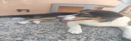 Australian Shepherd cani in regalo: Cucciola pastore australiano  - Annuncio 3