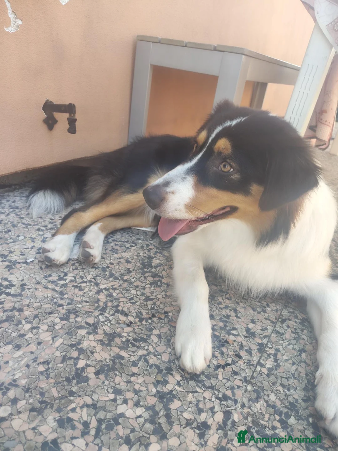 Australian Shepherd cani in regalo: Cucciola pastore australiano  - Annuncio 3