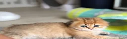 Scottish gatti in vendita: Scottish fold&straihgt - Annuncio 3