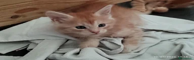 Maine Coon 1