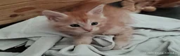Maine Coon gatti in vendita: Cuccioli di Maine Coon  - Annuncio 8