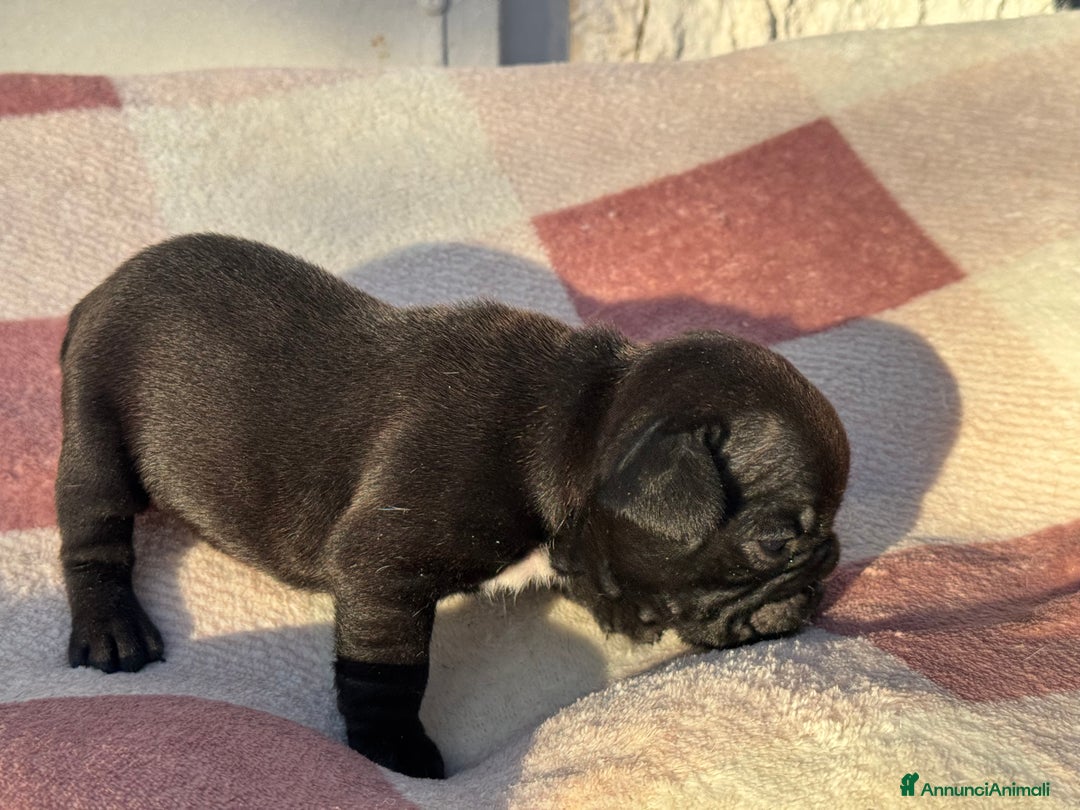 Bulldog Francese cani in vendita: Bulldog francese cuccioli - Annuncio 3