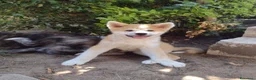 Akita Inu cani in vendita: Akita cuccioli  - Annuncio 5