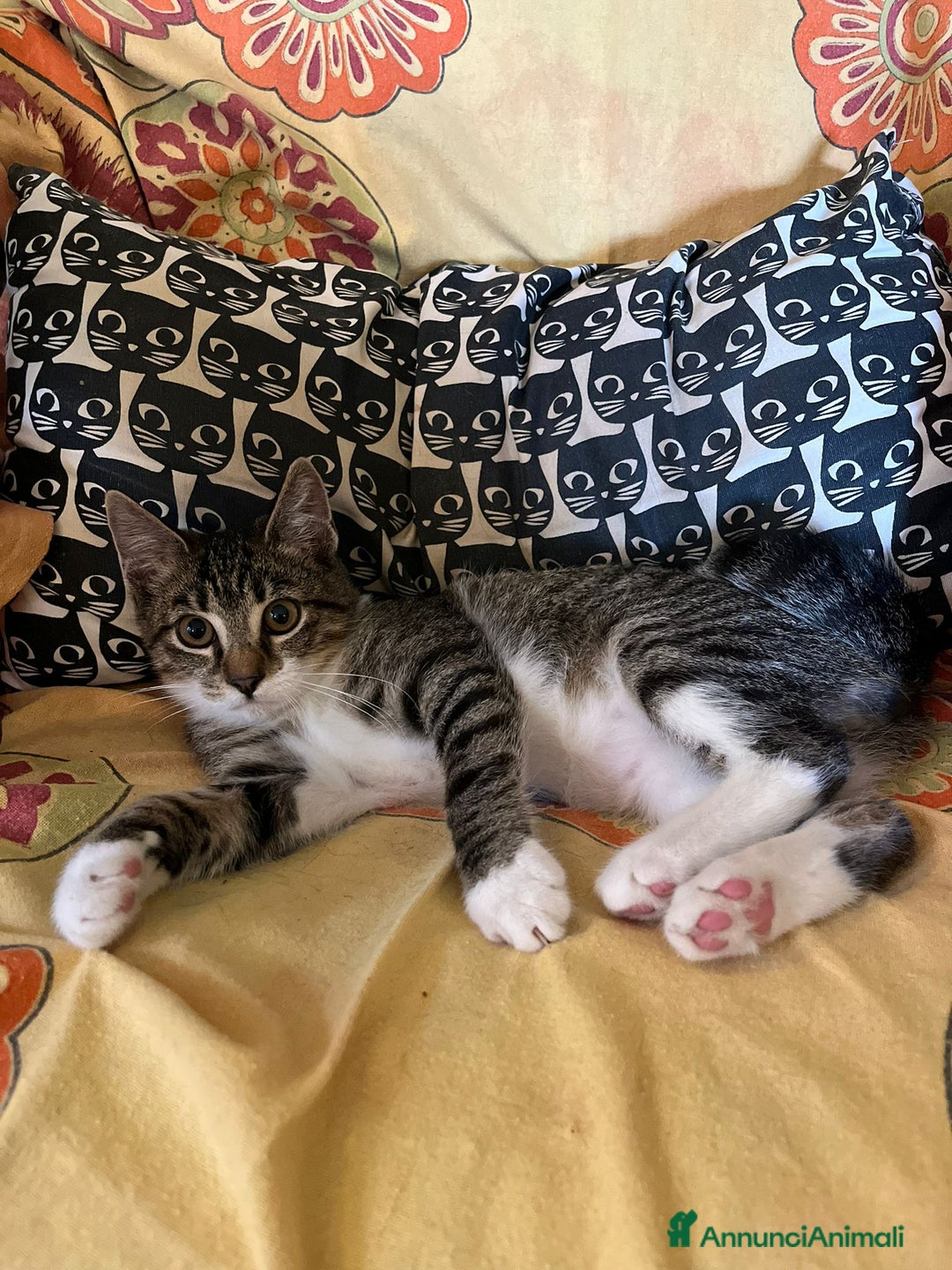 Europeo gatti in regalo: Gattino maschio di 4 mesi - Annuncio 4