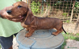 Bassotto cani in vendita: BASSOTTO TEDESCO PELO CORTO  - Annuncio 3