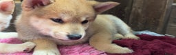 Shiba Inu cani in vendita: Cucciola SHIBA inu rossa - Annuncio 2