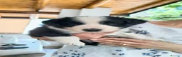 Border Collie cani in vendita: Cuccioli di Border collie con pedigree ENCI  a Città metropolitana di Catania - Annuncio 5