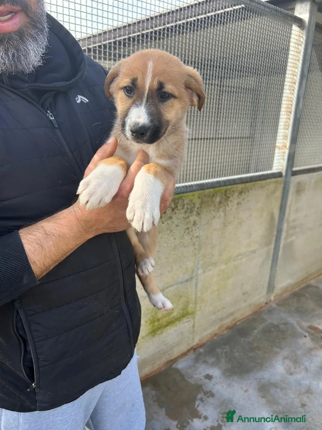 Altre razze cani in regalo: morena e alessia - Annuncio 5