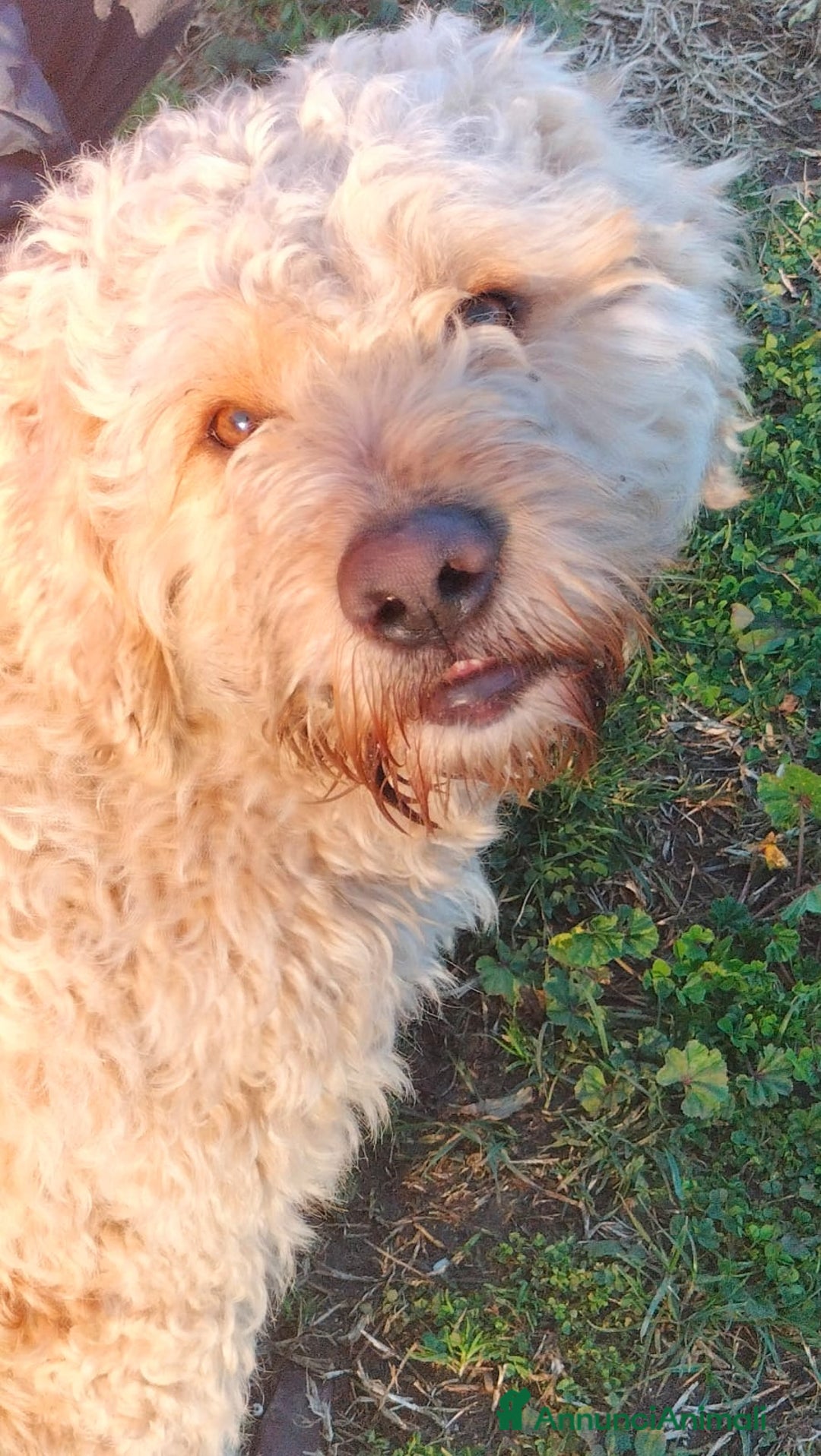 Lagotto cani in regalo: FIOCCHINO - Annuncio 2
