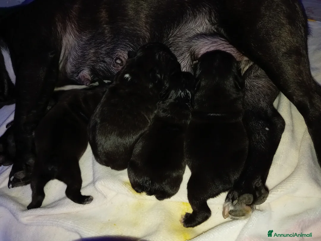 Bulldog Francese cani in vendita: Cuccioli bulldog francese  a Città metropolitana di Palermo - Annuncio 2
