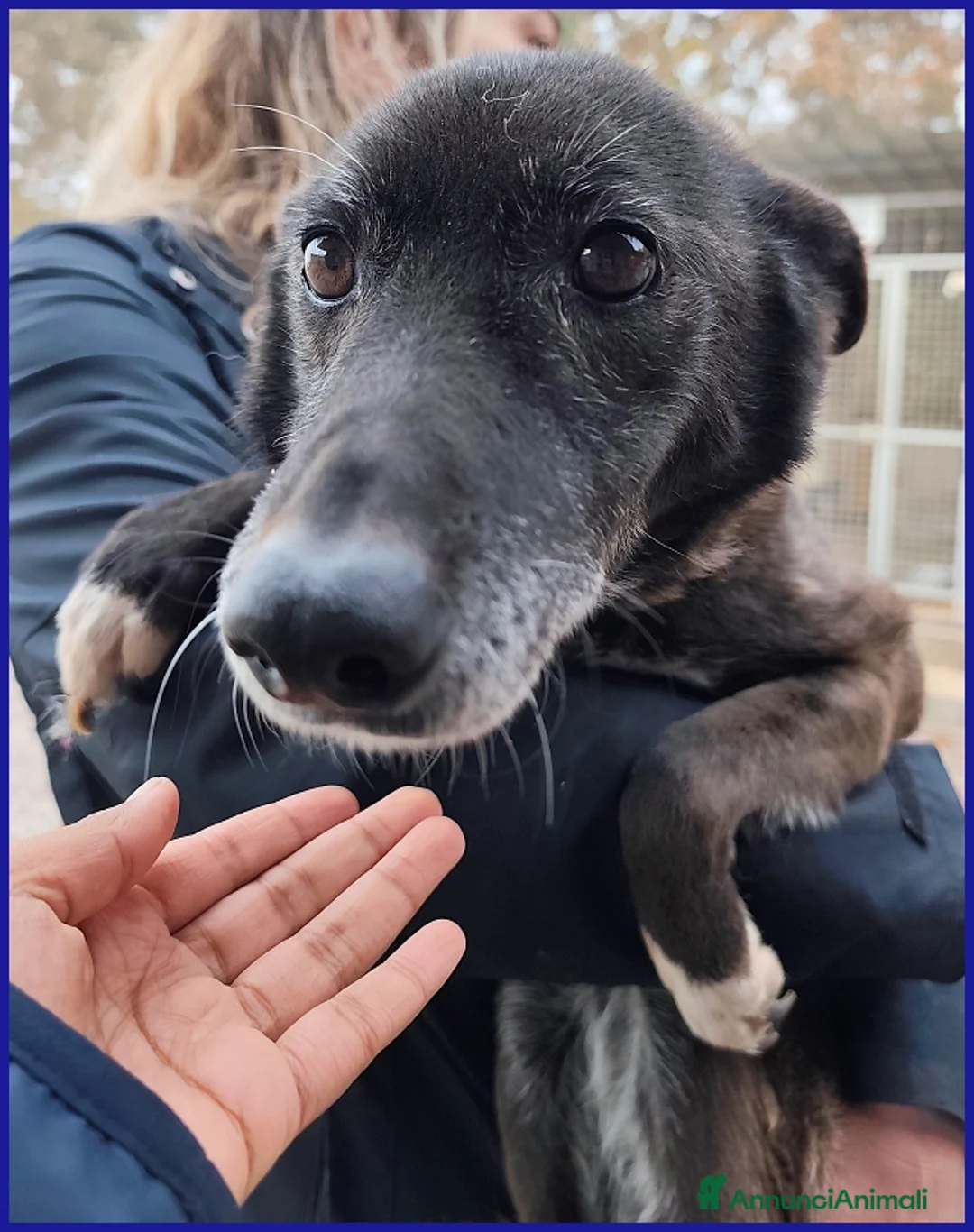 Meticcio cani in regalo: TATA MATILDA 14 ANNI, TUTTA LA VITA IN CANILE - Annuncio 8