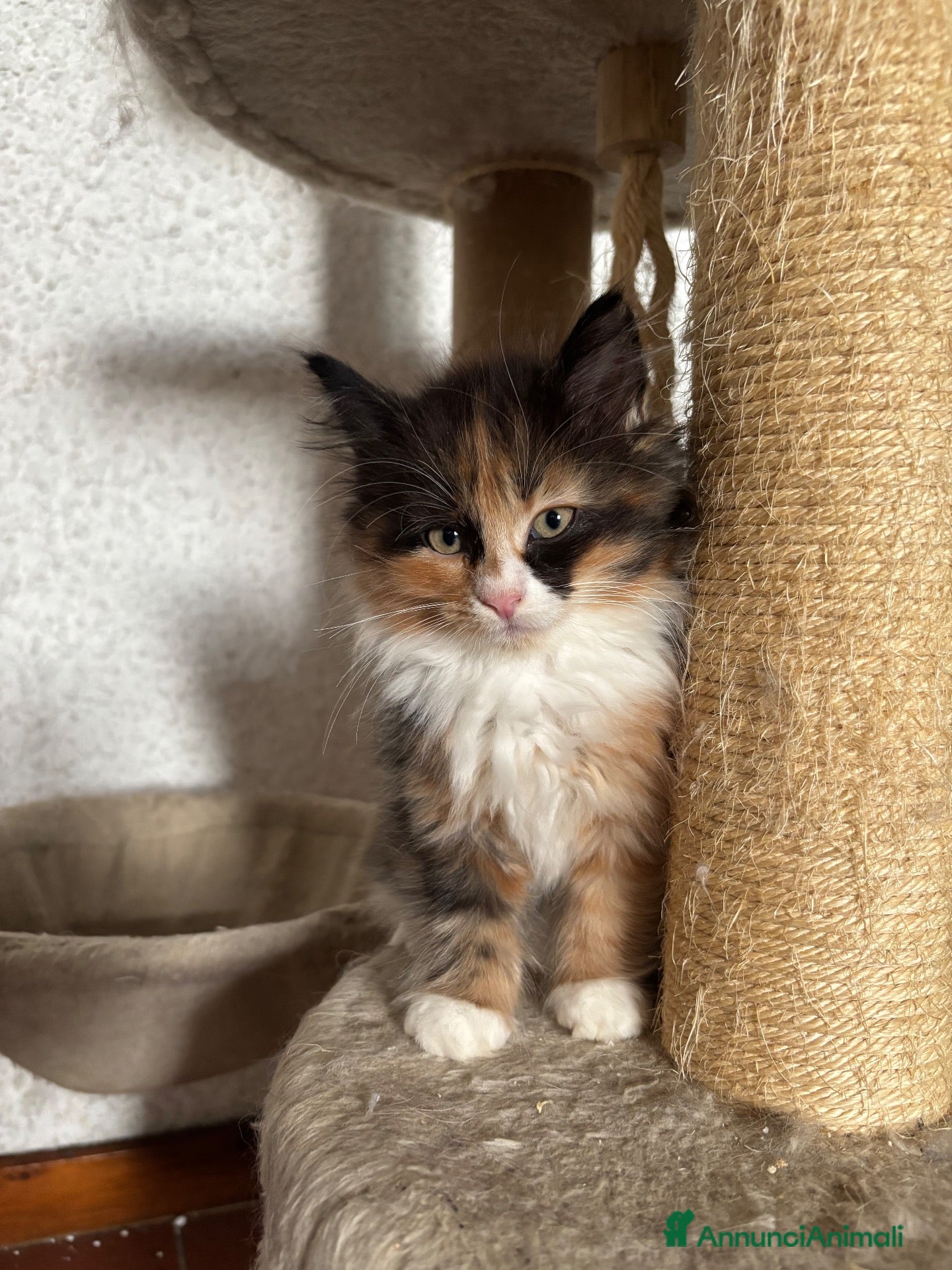 Siberiano gatti Gattini siberiani ipoallergenici  - Annuncio 3