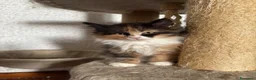 Siberiano gatti in vendita: Gattini siberiani ipoallergenici  - Annuncio 1
