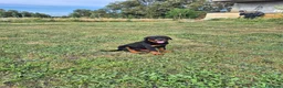 Rottweiler cani in vendita: Vendo cuccioli di Rottweiler - Annuncio 6
