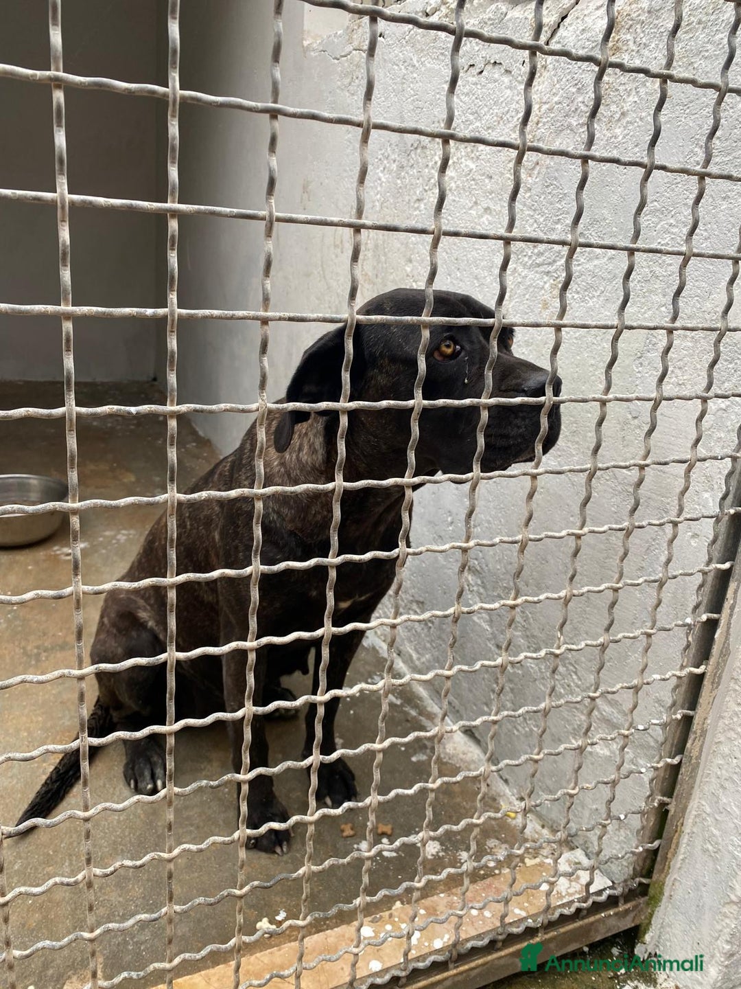 Cane Corso cani in regalo: Corso 4anni finita in box 2anni fa,depressa!TARANT a Città metropolitana di Milano - Annuncio 2
