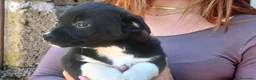Meticcio cani in regalo: LA DOLCISSIMA ADA HA BISOGNO DI TE, IN ADOZIONE - Annuncio 3