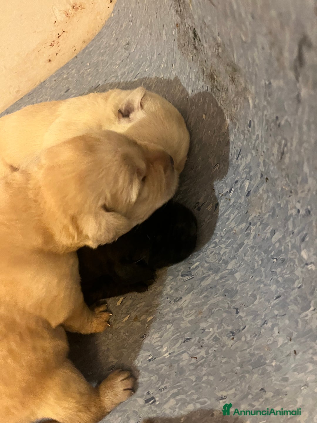 Labrador cani in vendita: Cuccioli Labrador  a Provincia di Bergamo - Immagine 4
