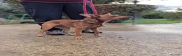 Meticcio cani in regalo: LAIKA CUCCIOLA DI TAGLIA PICCOLA CERCA ADOZIONE - Annuncio 3