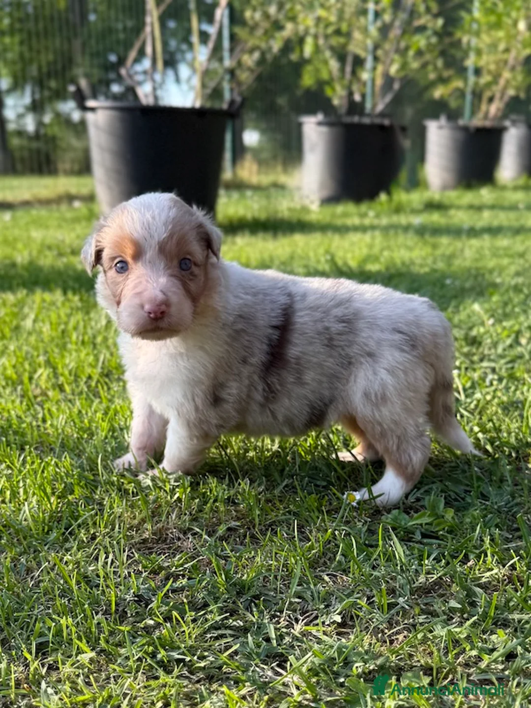 Australian Shepherd cani in vendita: Cuccioli Australian Shepherd / Pastore Australiano - Annuncio 2